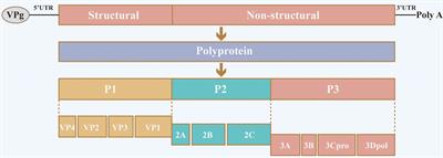 Senecavirus A as an Oncolytic Virus: Prospects, Challenges and Development Directions